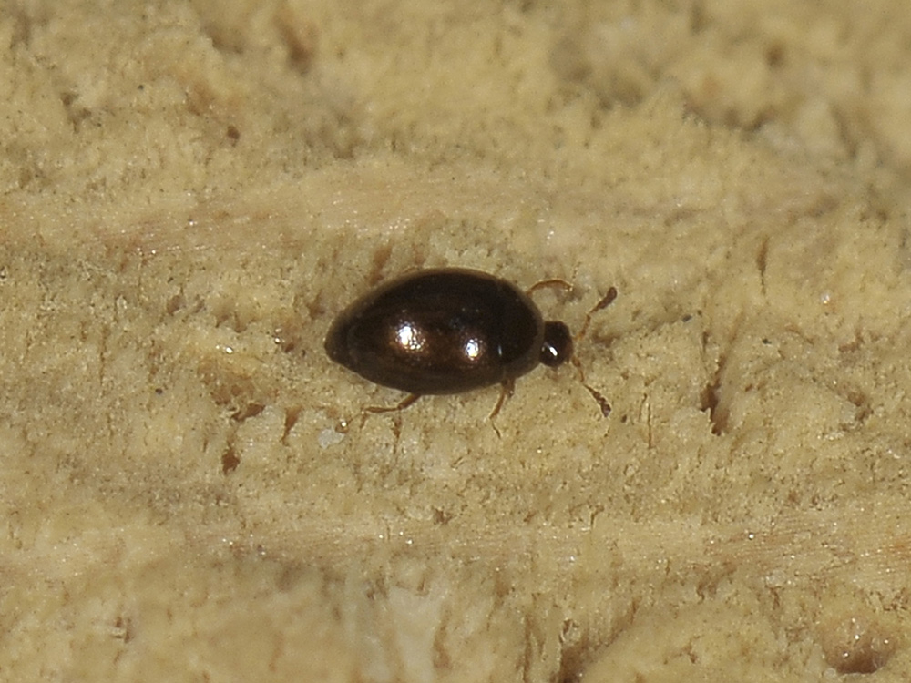 Altro Corylophidae: Orthoperus sp.